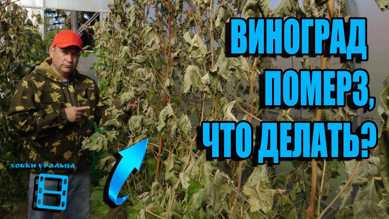 ЗАМОРОЗОК НА ВИНОГРАДНИКЕ ОСЕНЬЮ. ВИНОГРАД ПОМЕРЗ, ЧТО ДЕЛАТЬ? ВЫРАЩИВАНИЕ ВИНОГРАДА В ТЕПЛИЦЕ смотреть онлайн