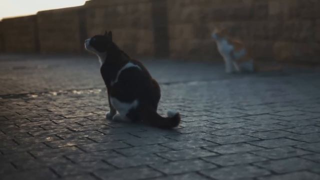 Люди проходили мимо брошенных котят, пока не посмотрели им в глаза!