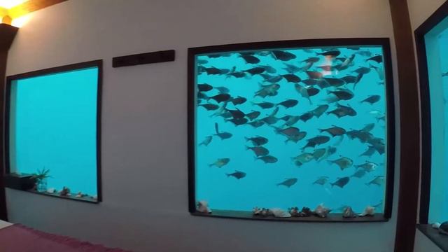 Плавающий отель The Manta Underwater Room с подводной комнатой в Танзании №3 смотреть онлайн