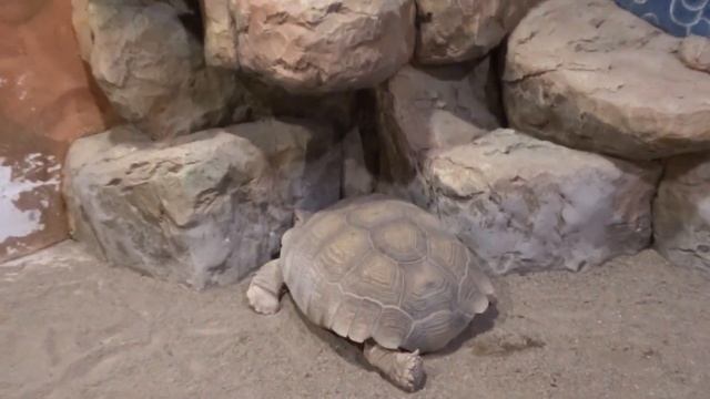 Посетили океанариум в Казани смотреть онлайн