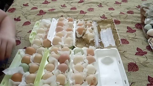 первая закладка яиц 2023. обзор на покупное яйцо