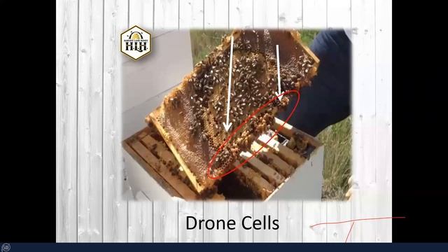 Beekeeping for Beginners with Harvest Lane Honey and C-A-L RanchSecond one смотреть онлайн