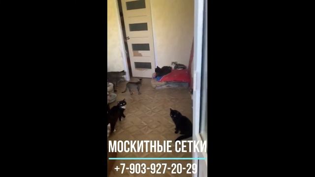 Москитная сетка - Антикошка спасет от любого кота смотреть онлайн