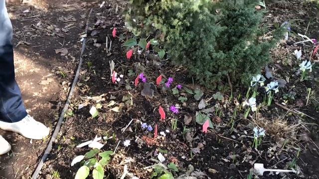 Весенняя клумба | нежные печёночницы и прекрасные ирисы смотреть онлайн