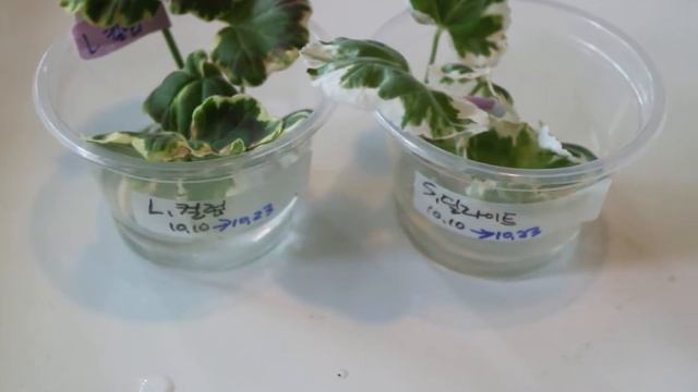 190.Propagation  Of Pelargonium In Water 펠라고늄(제라늄) 물꽂이 번식