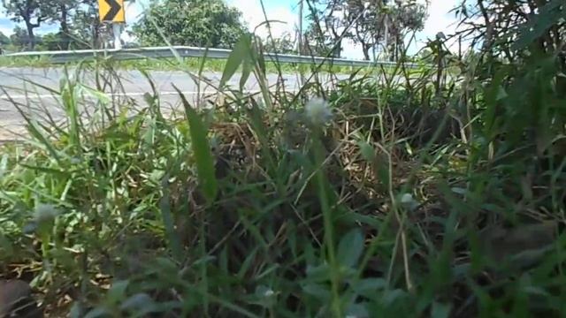 ภาพภ่ายวิดีโอ จากกล้อง Nikon Coolpix A100