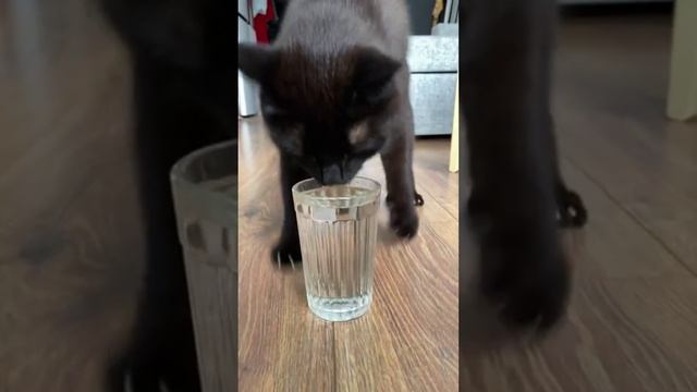 ПЛОВЕЦ!!! #котик смотреть онлайн