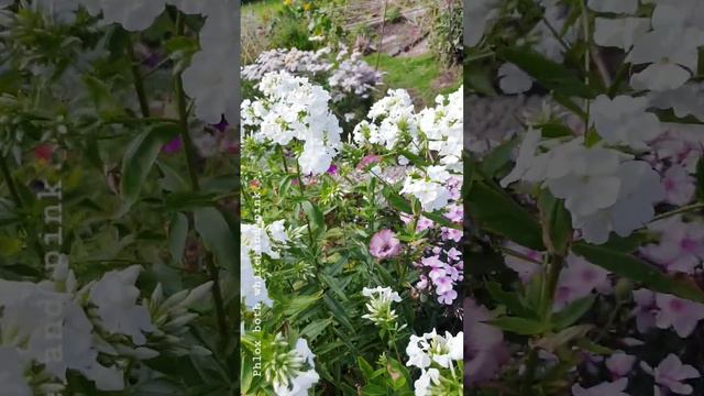 Phlox ..white and pink смотреть онлайн