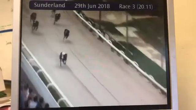 Bubbly Tempest Coming 3rd In Trap 2 In Her Race At Sunderland. Xxx смотреть онлайн