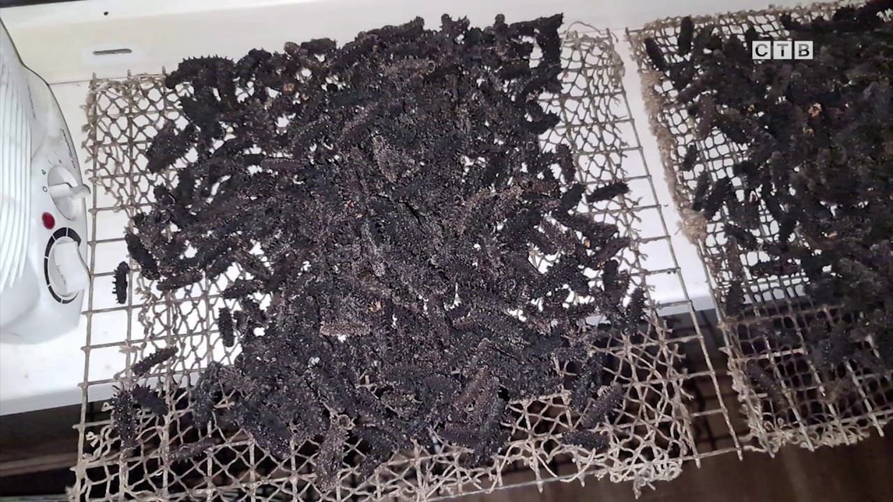 2500 особей сушеного дальневосточного трепанга изъято в Хасанском районе