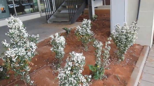 Брейния Снежная, условия выращивания Брейнии в комнате смотреть онлайн