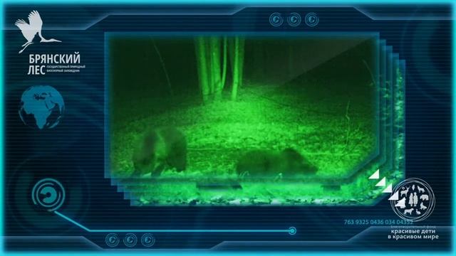 Заповедник "Брянский лес", проект "Остров медведей", 2014-2015 смотреть онлайн