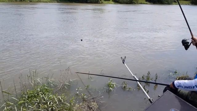 Александр Розин ловит усача реки Vah. Рыбалка в Словакии. Flagman Feeder Cup 2019 смотреть онлайн