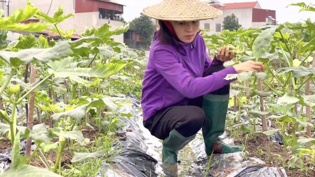 Harvest Okra & Green Vegetables - Cattle Care, Fertilizing Plants, Going to the Market to Sell Okra смотреть онлайн