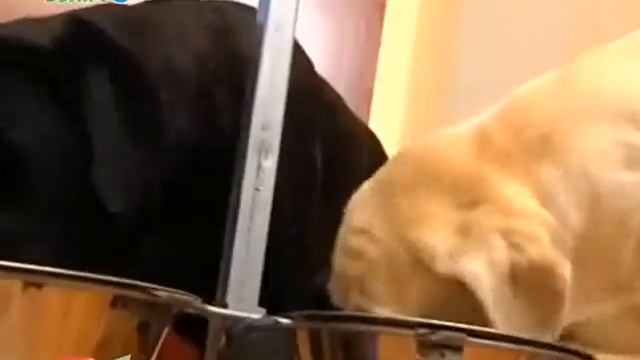 Как правильно кормить домашнего питомца? смотреть онлайн