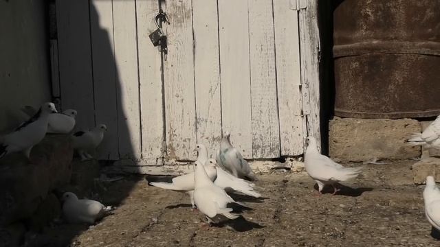 Бакинские голуби Меликрзаева Рашада в Баку (пос.Локбатан)