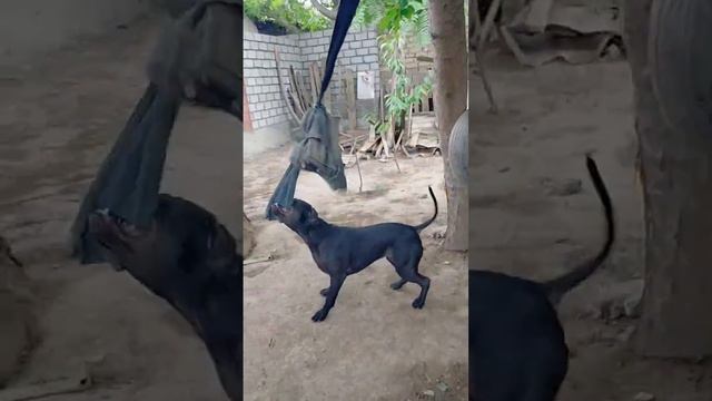 #puppy #monster #pitbull #america #brasil #românia #питбультерьер #россия #istanbul #viral #türkiye смотреть онлайн