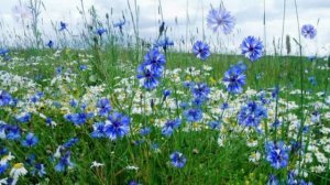 Футаж В чистом поле у реки распустились васильки HD