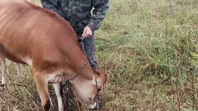 УКРАСИЛИ КОРОВ ОТ СГЛАЗА смотреть онлайн