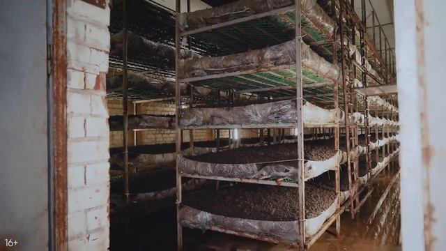 Бизнес в гараже. Выращивание шампиньонов. Бизнес с нуля смотреть онлайн