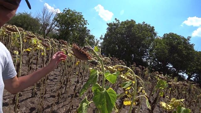 Дикарем в Крыму #1 "Симферополь - Стерегущее - Бакальская коса" смотреть онлайн
