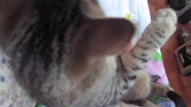 Настоящая кошка в дар! Остерегайтесь подделок!2 смотреть онлайн