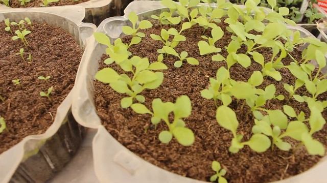 ОБЗОР Всходов капусты в парнике и астр из прошлогодних семян. Выводы очевидны. смотреть онлайн