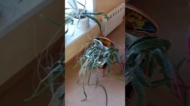 питахайя из семян дома. 4 года спустя. смотреть онлайн