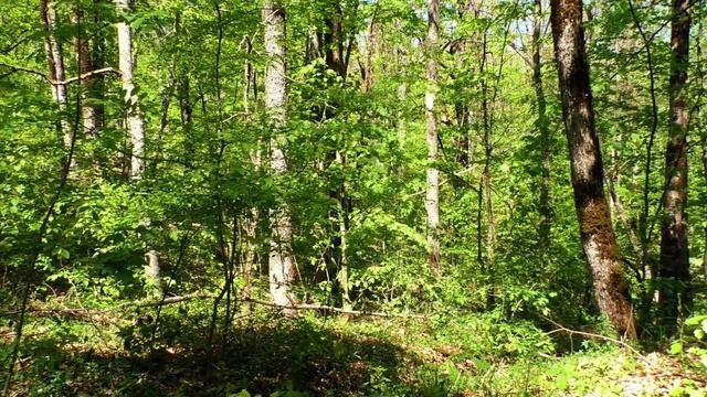 Звуки природы, пение птиц, Звуки Леса, для релаксации, сна, Медитации, Relax 1 час и большее смотреть онлайн