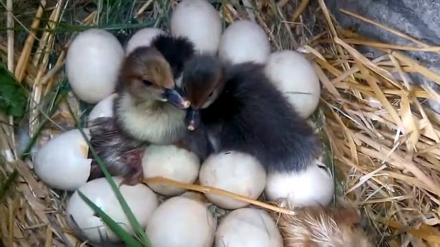 МУСКУСНЫЕ УТЯТА!! СКОЛЬКО ОДНА УТКА МОЖЕТ ОБОГРЕТЬ ЯИЦ؟؟ ВЫВОД УТЯТ ПОД УТКОЙ смотреть онлайн