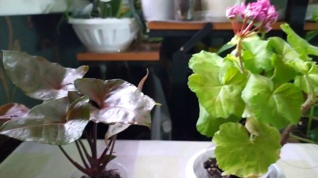 Indoor flowers/Комнатные цветы ?/цветочные новости/12 марта смотреть онлайн