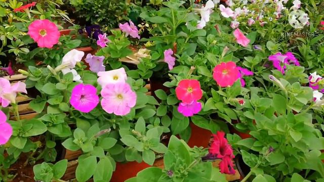 Different Petunia Varieties| Petunia Shopping Galore in Bukidnon Nurseries, Philippines смотреть онлайн