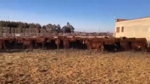 Племенные бычки Калмыцкой породы