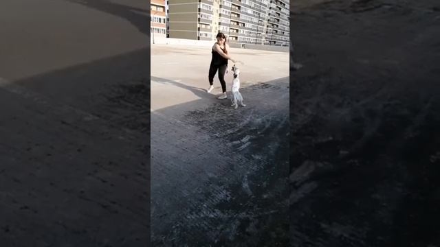 Английский сеттер щенок подросток смотреть онлайн