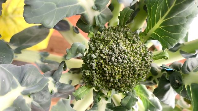 Growing Broccoli on the Terrace, Growing Broccoli in Plastic Bottles смотреть онлайн