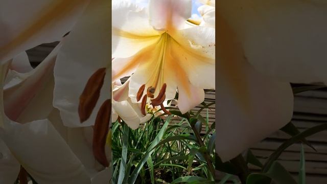 МИСС ПЕКУЛИАР от - гибрид лилия смотреть онлайн