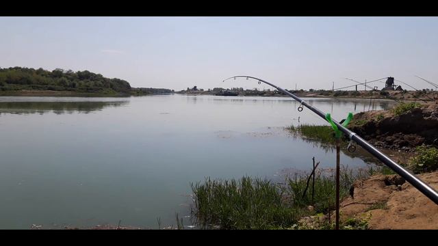 Рыбалка на Сырдарье закормили точку кукурузой и поймали карпа или сазана смотреть онлайн