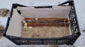 ПРОСТЕЙШИЕ ТРИ СПОСОБА СОХРАНИТЬ ЧЕРЕНКИ ДО ПРИВИВКИ