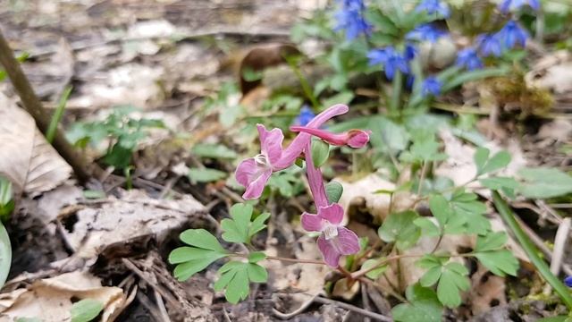 Хохлатка | Жизнь в Адлере смотреть онлайн