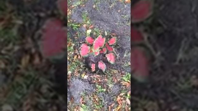 Chefkim's gardening tip of the day смотреть онлайн