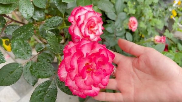 Growing Hippeastrums from bulbs is very simple, ideas for a brilliant blooming garden