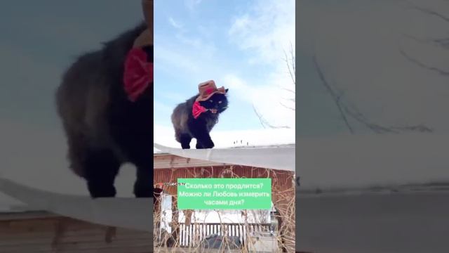 История Любви которая старше океана ☀️🌊🐩❤️🐈⬛ A love story that is older than the ocean смотреть онлайн