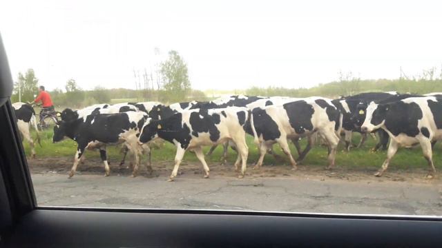 Далеко, далеко На лугу пасутся ко… смотреть онлайн