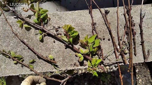 МОНИЛИОЗ абрикоса.  Причины и устранение.