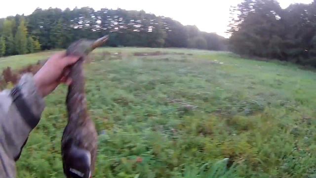 охота на косулю 2019г. трофейный самец смотреть онлайн