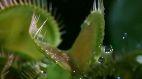 Венерина Мухоловка