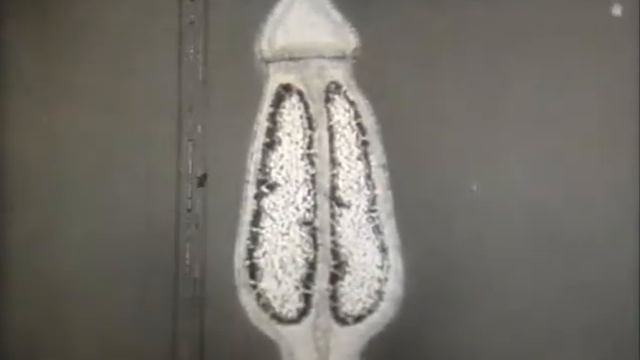 Био, отделы,Зелёный мох кукушкин лён 1 смотреть онлайн