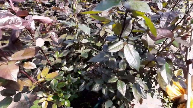 теплица розы полив смотреть онлайн