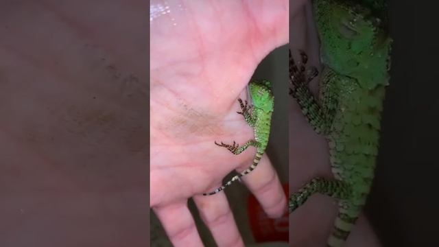 Crested Forest Dragon Gonocephalus chamaeleontinus drinking water смотреть онлайн