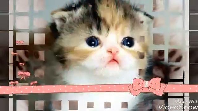 Котята и щенята смотреть онлайн